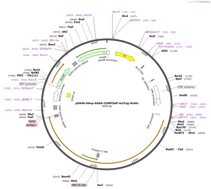 157511-plasmid-map-sequence-id-434534