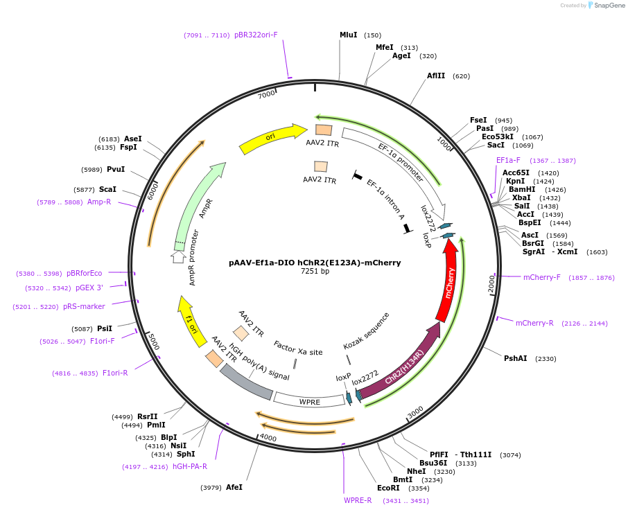 35508-plasmid-map-sequence-id-43460