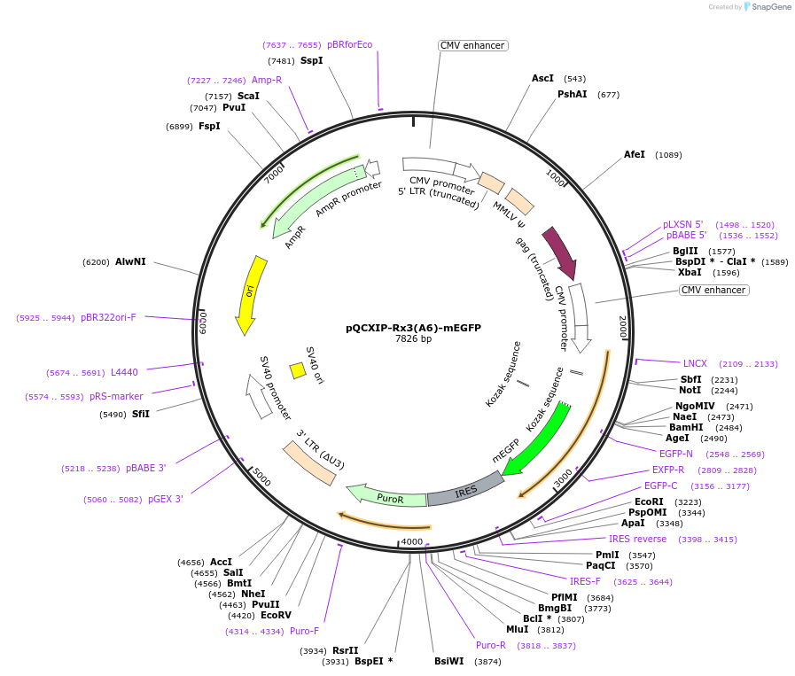 35530-plasmid-map-sequence-id-43461