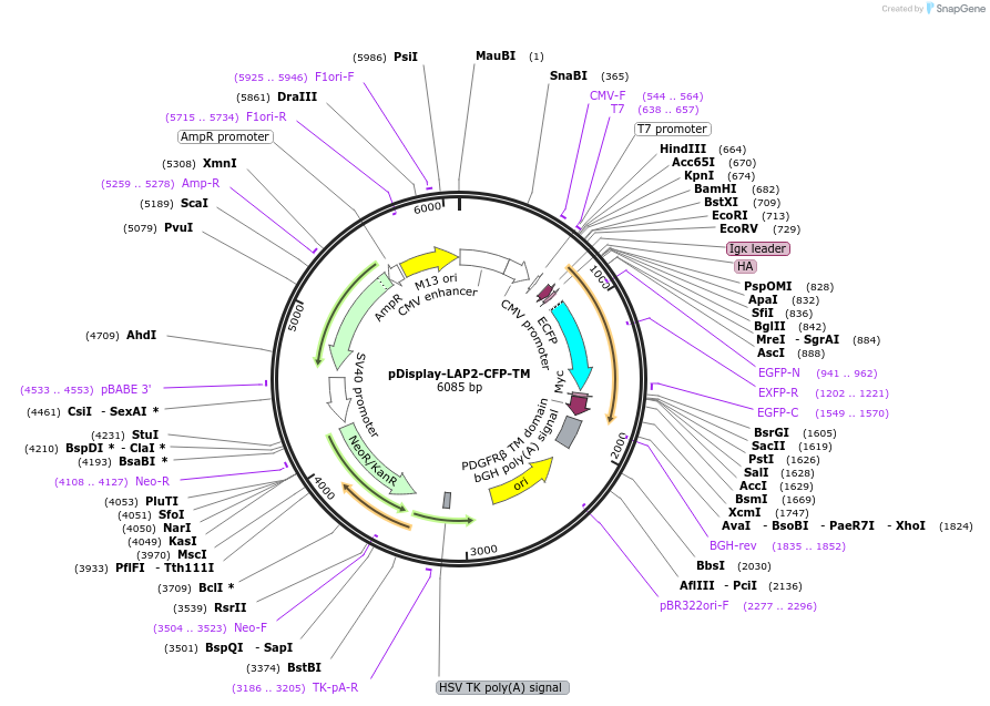 34842-plasmid-map-sequence-id-43463