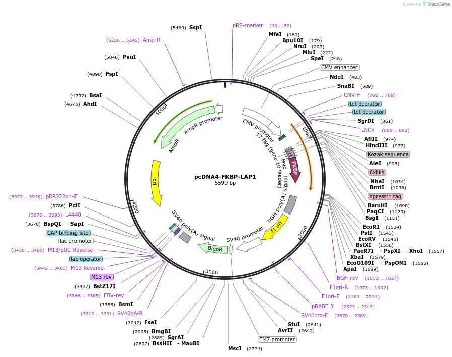 34841-plasmid-map-sequence-id-43473
