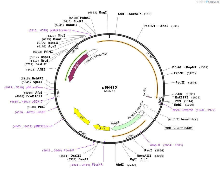 217919-plasmid-map-sequence-id-434784