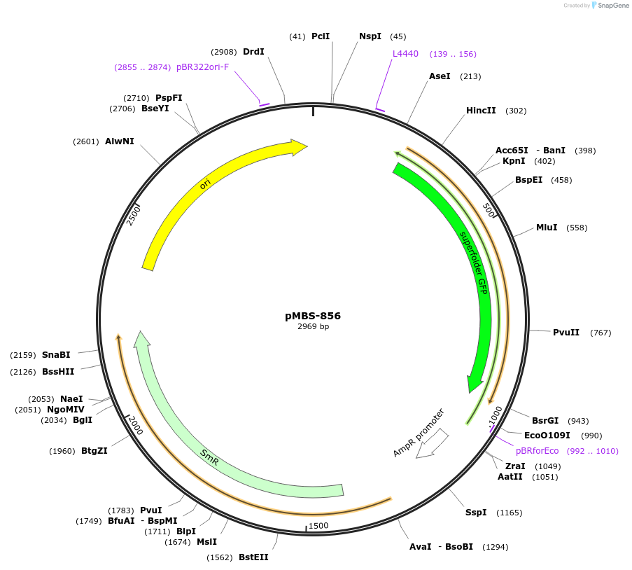 218014-plasmid-map-sequence-id-434843