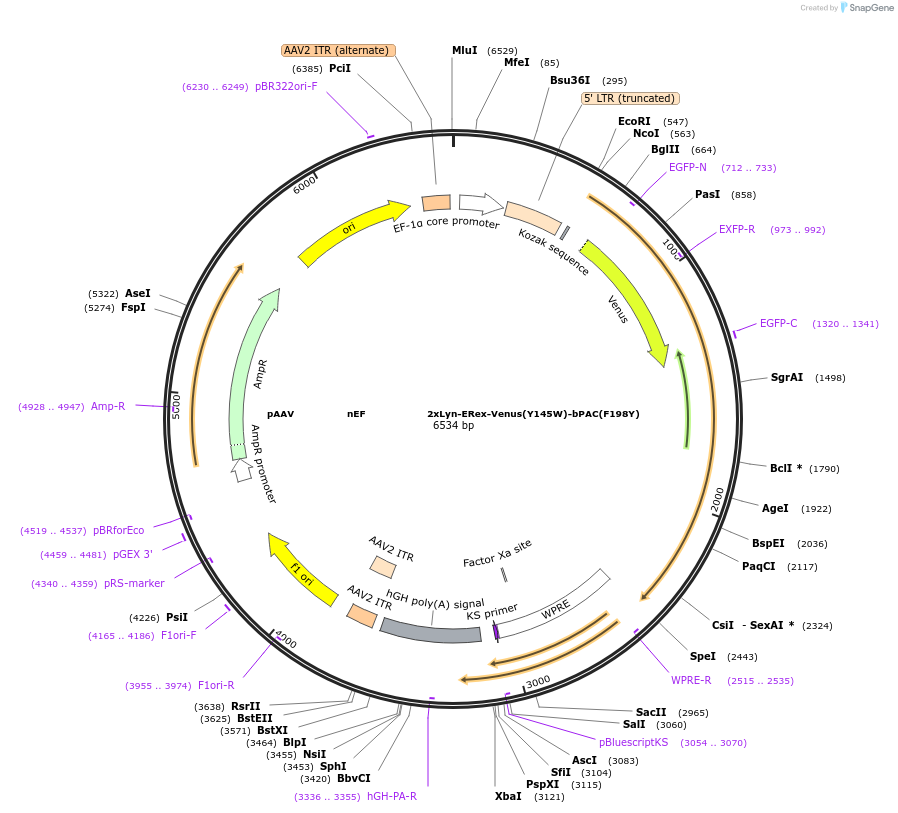 219653-plasmid-map-sequence-id-434847