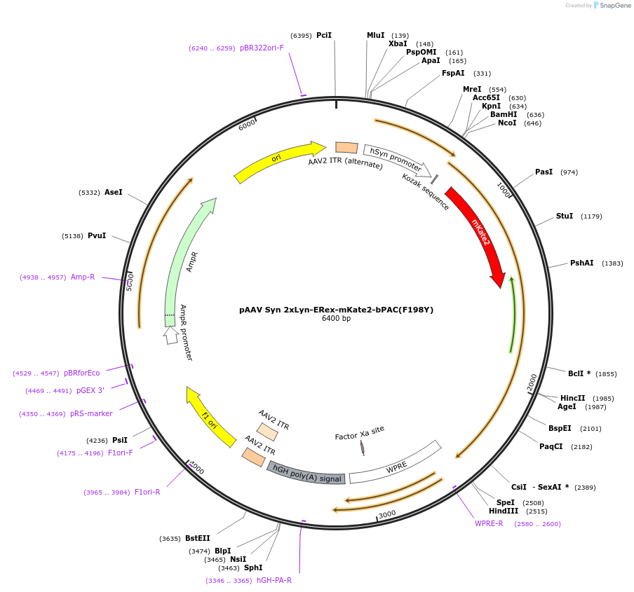219654-plasmid-map-sequence-id-434848