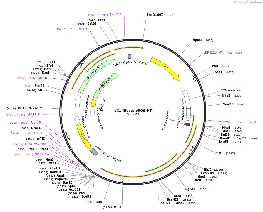 216420-plasmid-map-sequence-id-434852