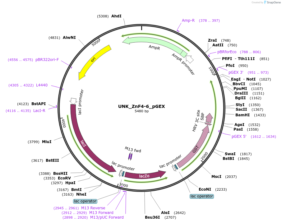 219665-plasmid-map-sequence-id-434855