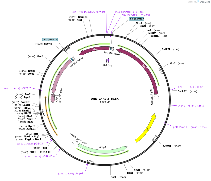 219664-plasmid-map-sequence-id-434856