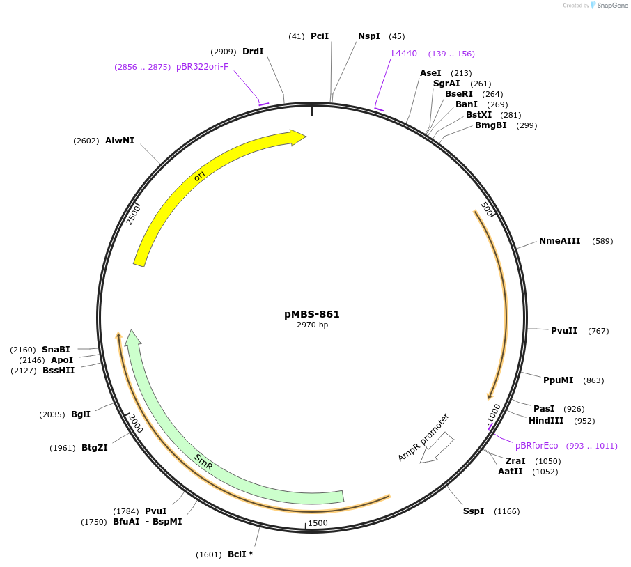 218017-plasmid-map-sequence-id-434857