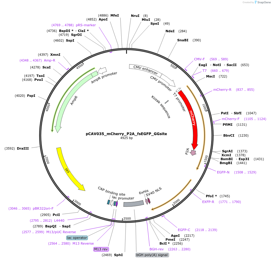 219807-plasmid-map-sequence-id-434858