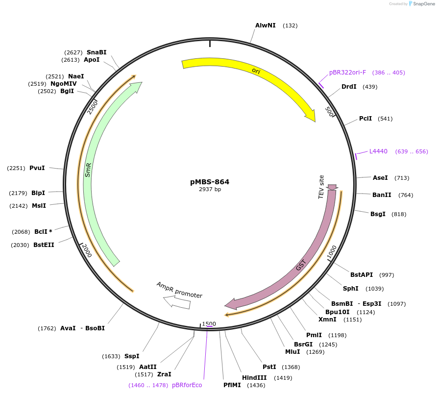 218018-plasmid-map-sequence-id-434859
