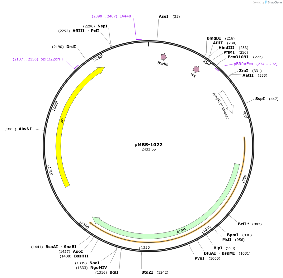 218020-plasmid-map-sequence-id-434861