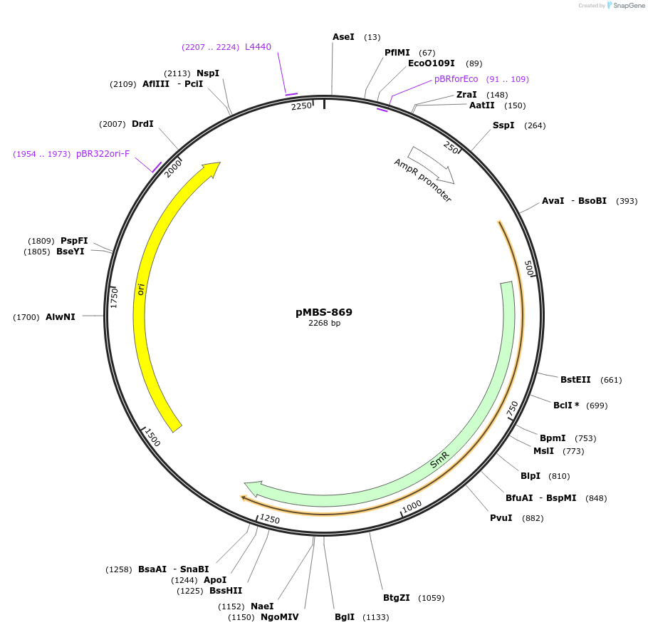 218021-plasmid-map-sequence-id-434862