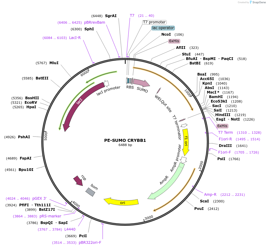 217675-plasmid-map-sequence-id-434867