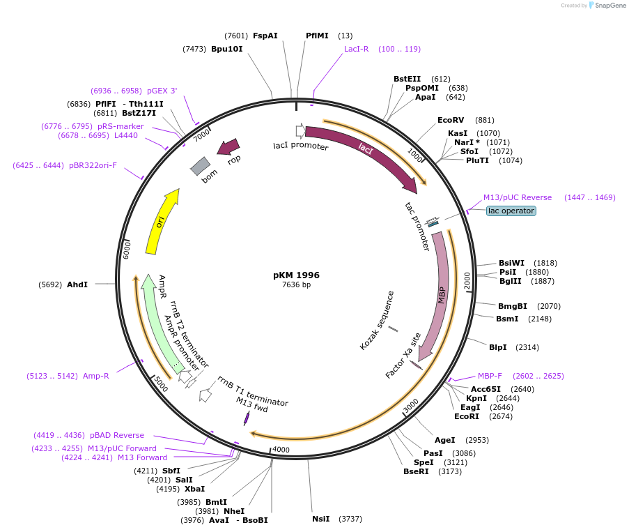 217825-plasmid-map-sequence-id-434879