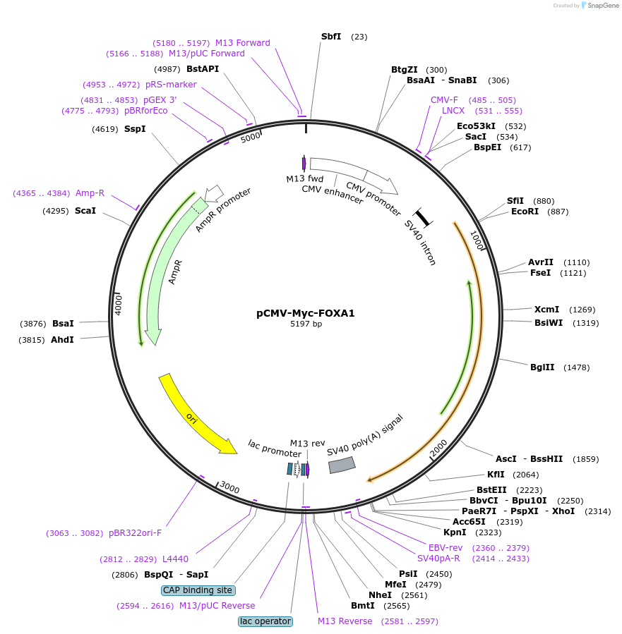 219394-plasmid-map-sequence-id-434884