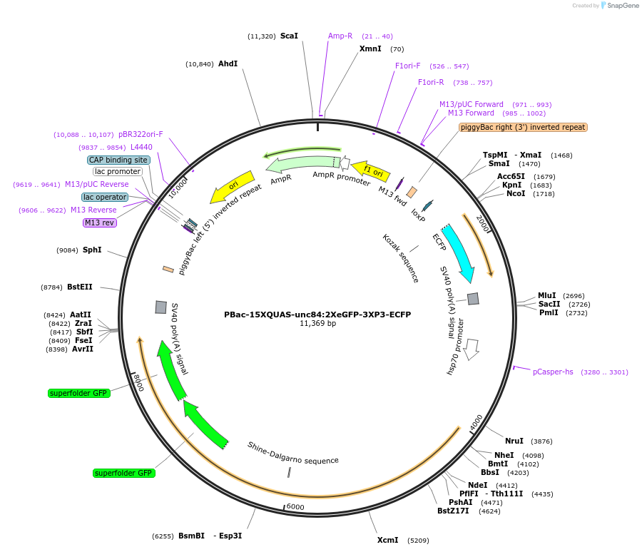 217614-plasmid-map-sequence-id-434900