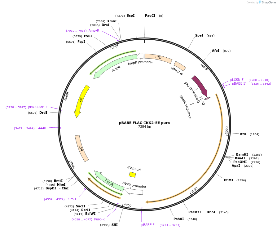 216790-plasmid-map-sequence-id-434914