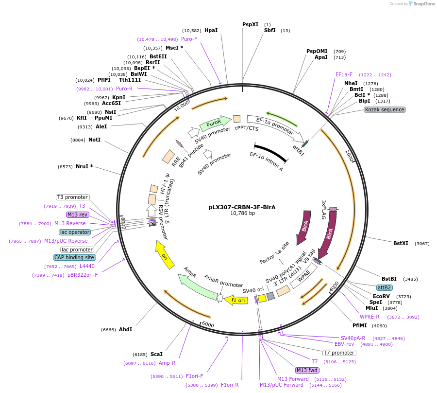 220146-plasmid-map-sequence-id-434918