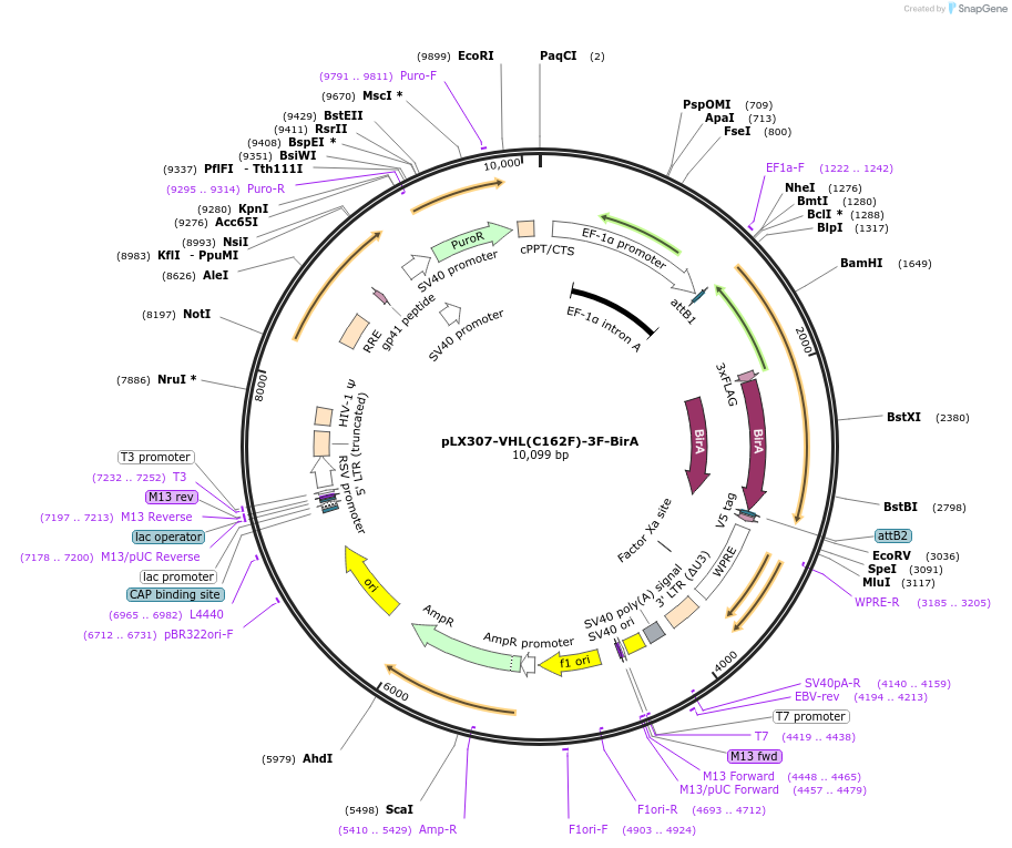 220149-plasmid-map-sequence-id-434922