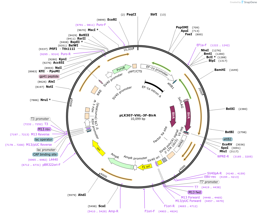 220147-plasmid-map-sequence-id-434956