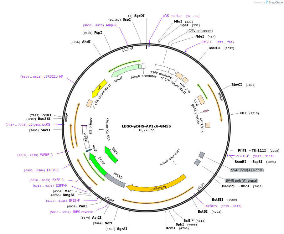 217416-plasmid-map-sequence-id-434961
