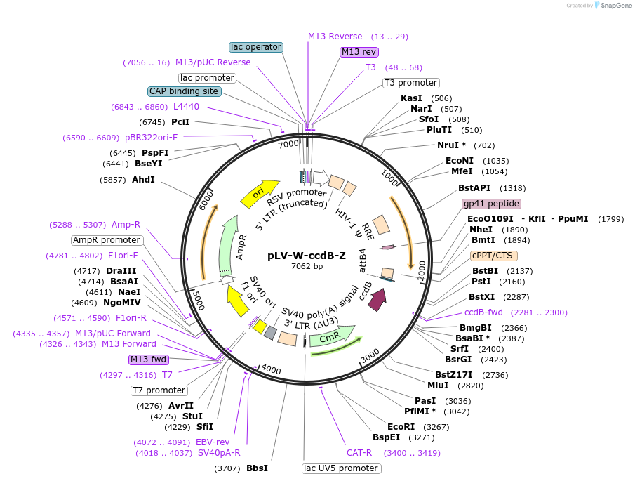 218890-plasmid-map-sequence-id-434964