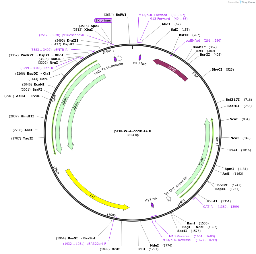 218891-plasmid-map-sequence-id-434965