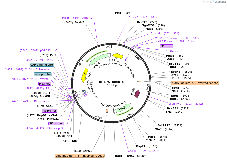 218893-plasmid-map-sequence-id-435058