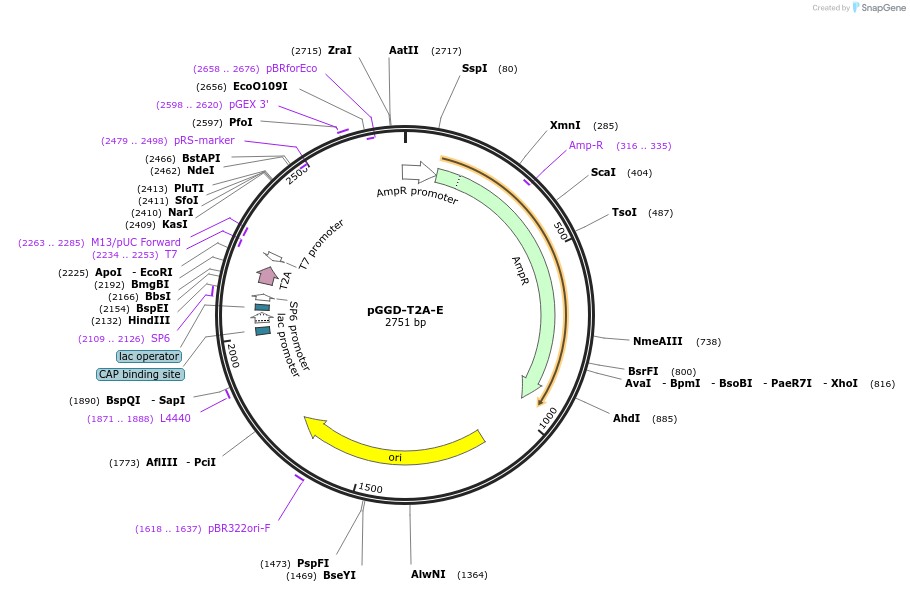 218898-plasmid-map-sequence-id-435063