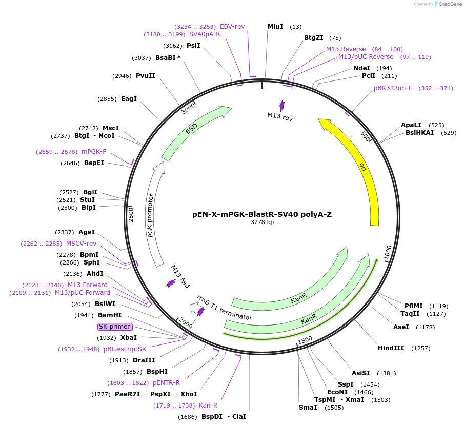 218903-plasmid-map-sequence-id-435070