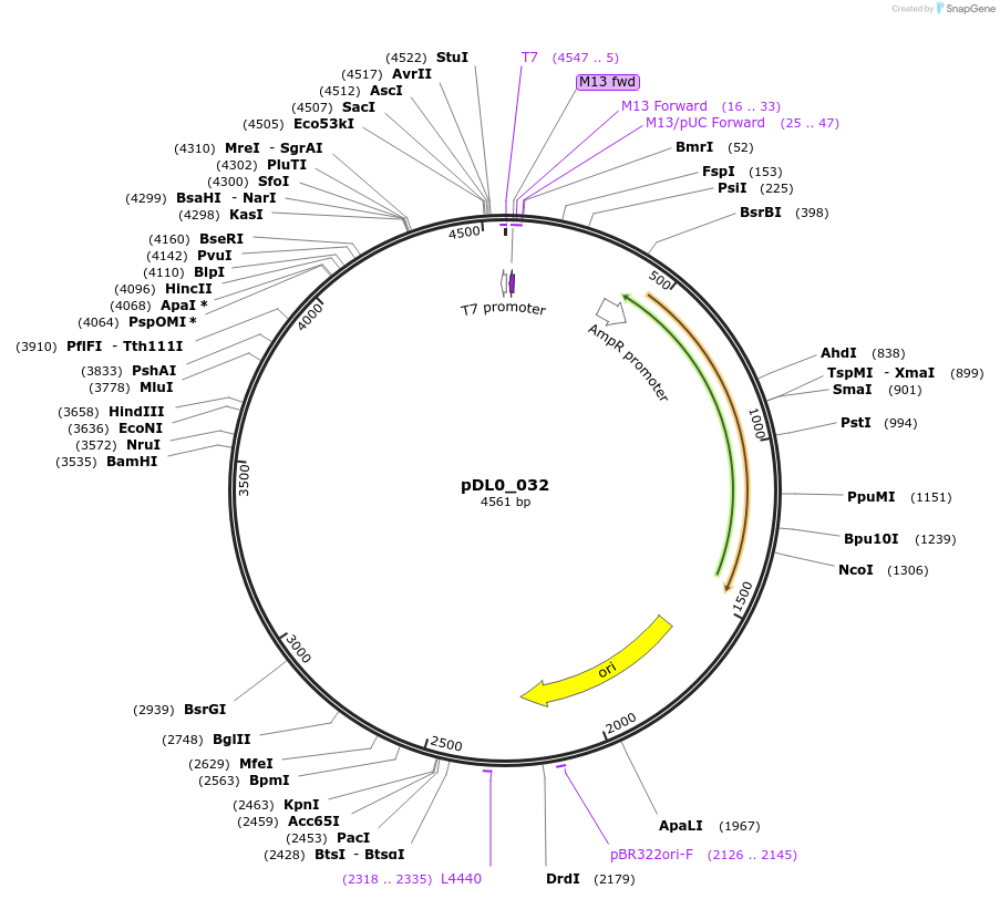 210756-plasmid-map-sequence-id-435101