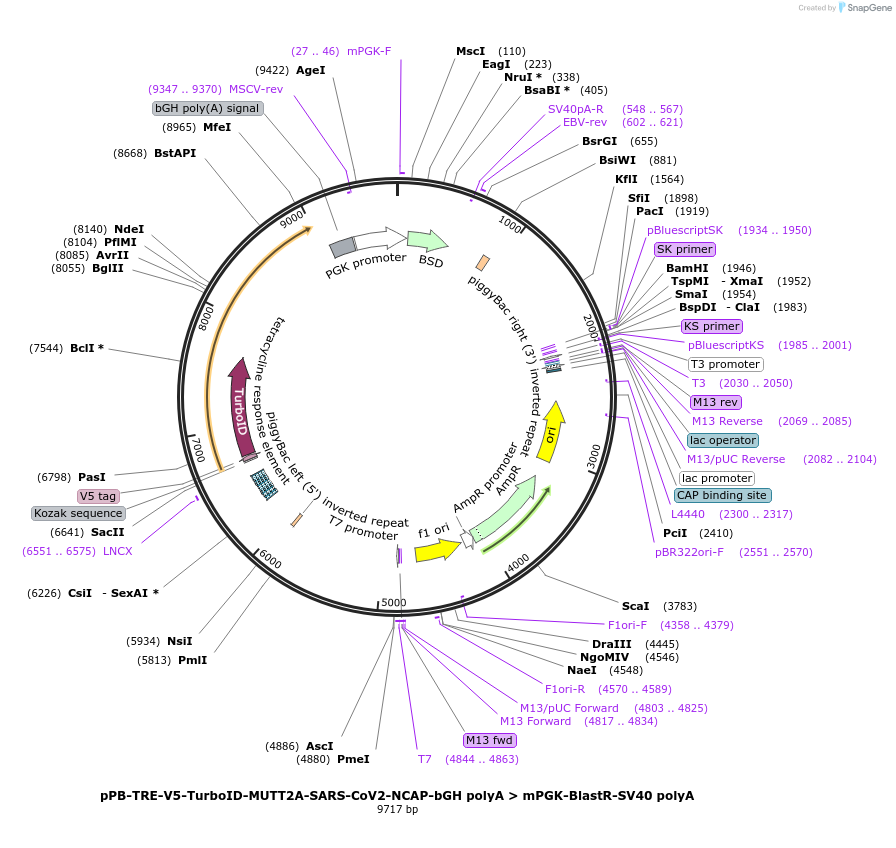 218913-plasmid-map-sequence-id-435140