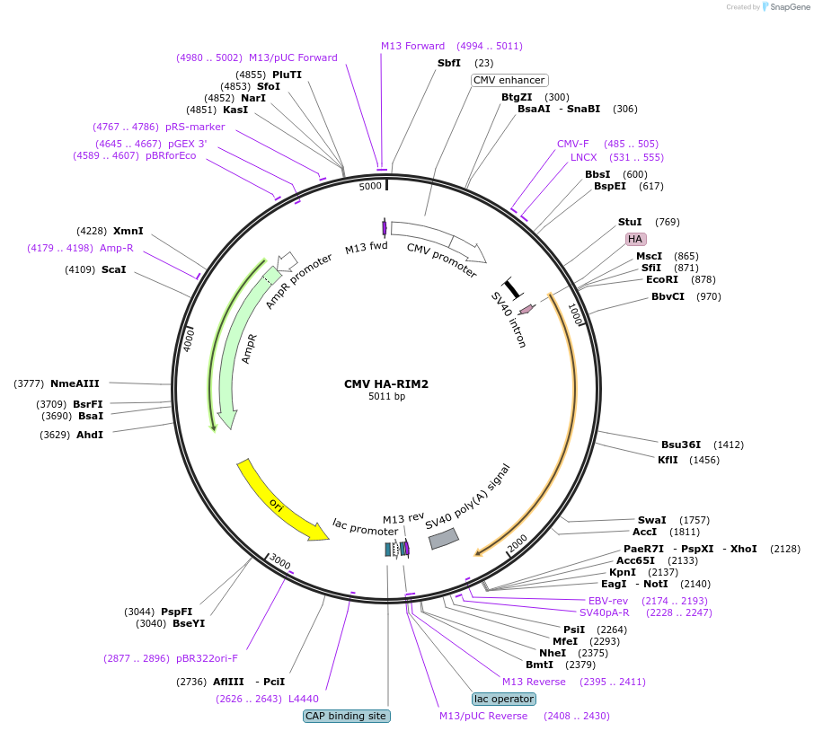 206151-plasmid-map-sequence-id-435172