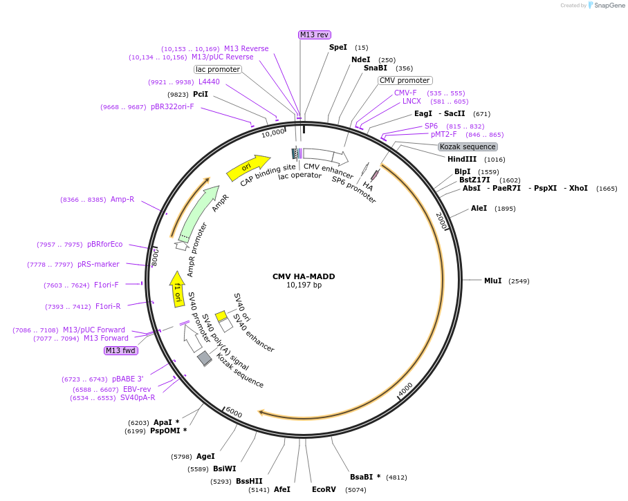206150-plasmid-map-sequence-id-435218