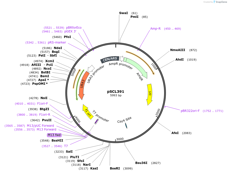 219501-plasmid-map-sequence-id-435227