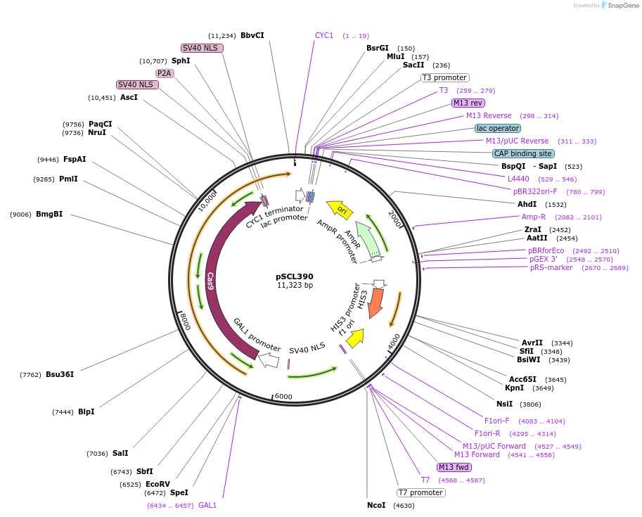 219500-plasmid-map-sequence-id-435228