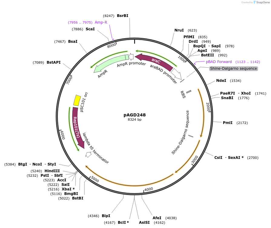 219498-plasmid-map-sequence-id-435231
