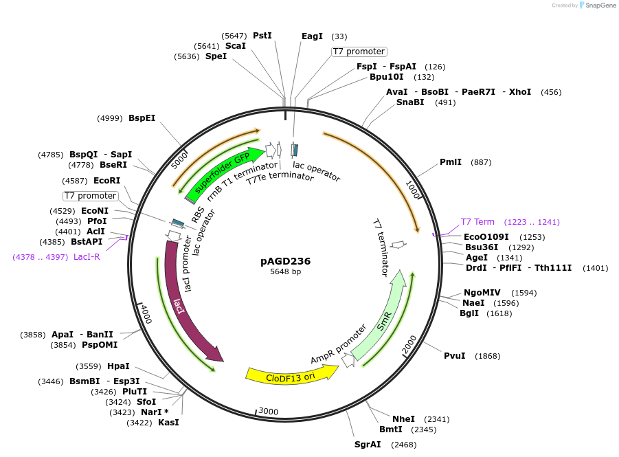 219497-plasmid-map-sequence-id-435233