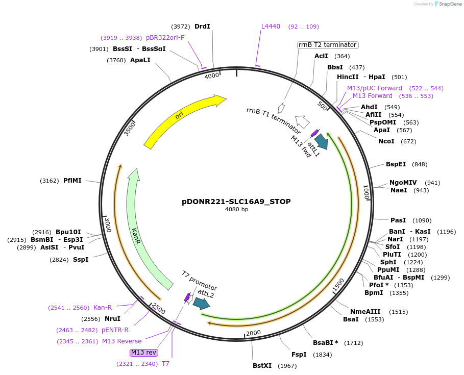 161042-plasmid-map-sequence-id-435249