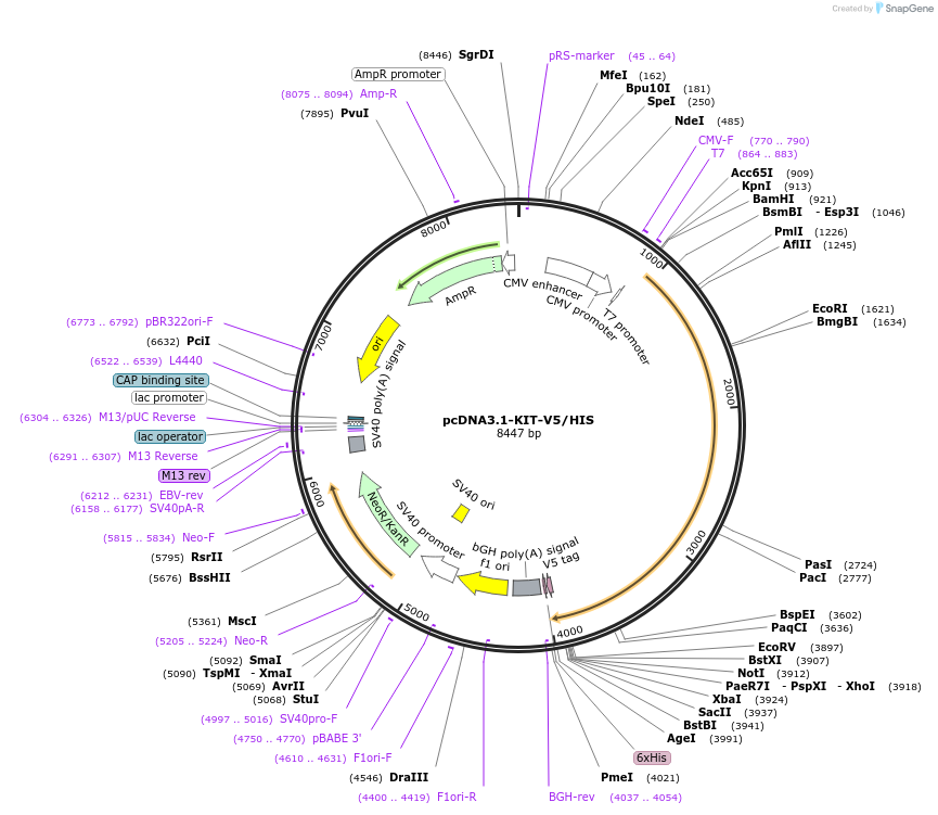 201986-plasmid-map-sequence-id-435250