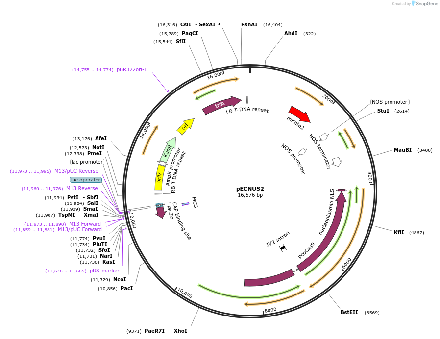 184885-plasmid-map-sequence-id-435252
