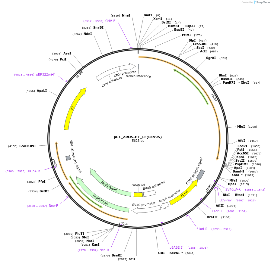 216412-plasmid-map-sequence-id-435272