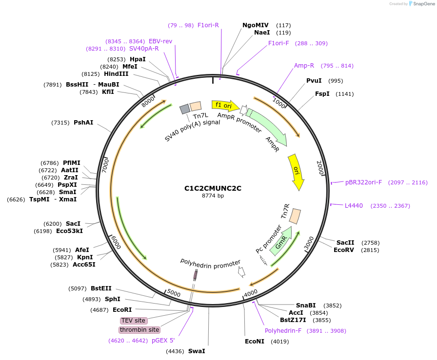 218674-plasmid-map-sequence-id-435306