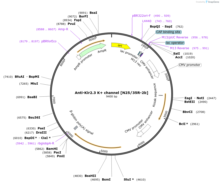 220427-plasmid-map-sequence-id-435329