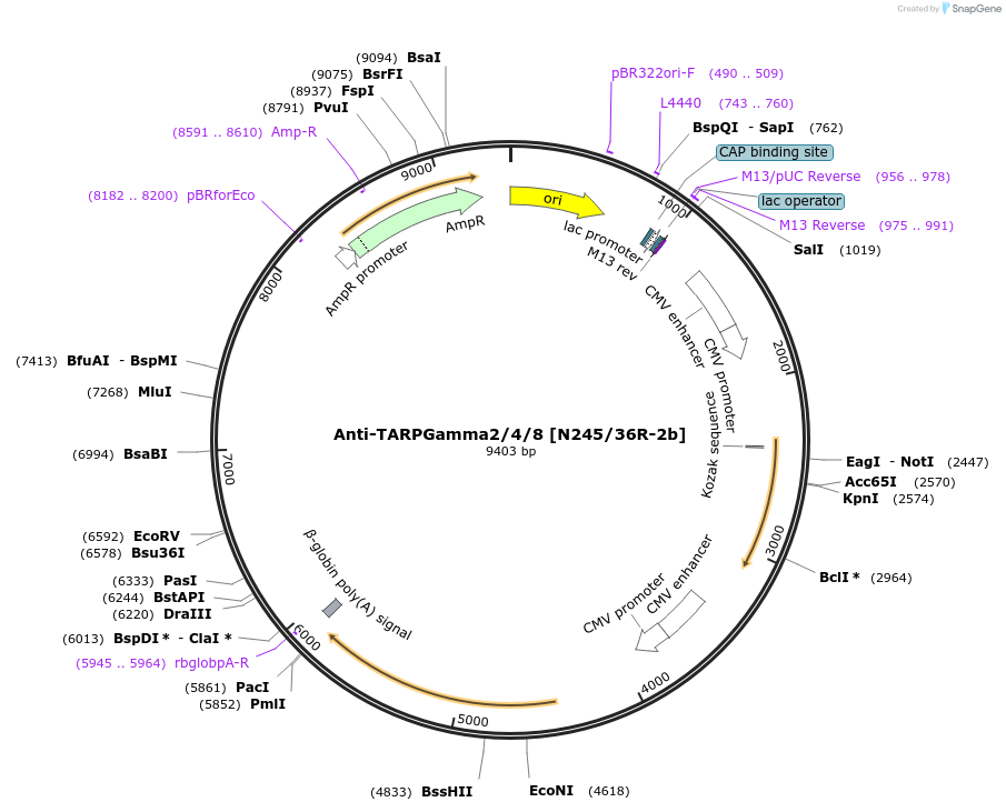 220426-plasmid-map-sequence-id-435337