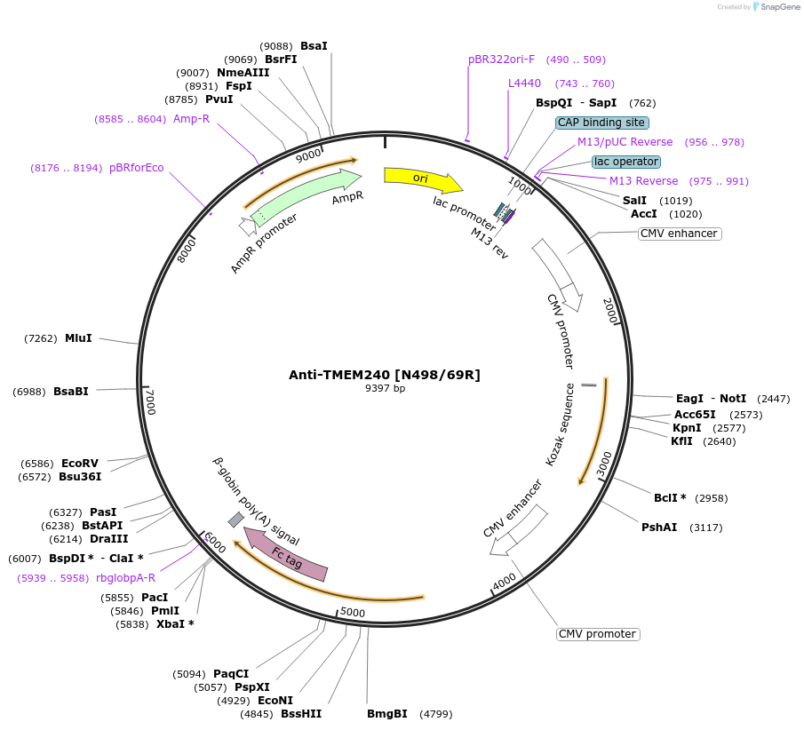 220418-plasmid-map-sequence-id-435348