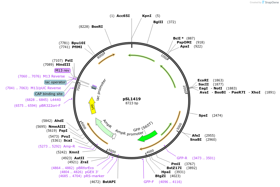 219778-plasmid-map-sequence-id-435353