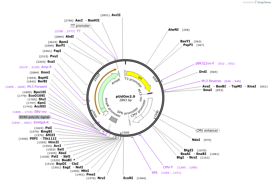 210300-plasmid-map-sequence-id-435360