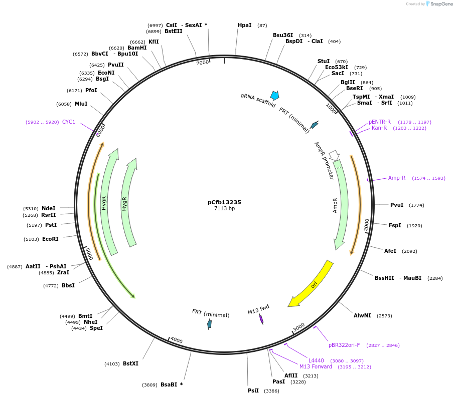 219908-plasmid-map-sequence-id-435389